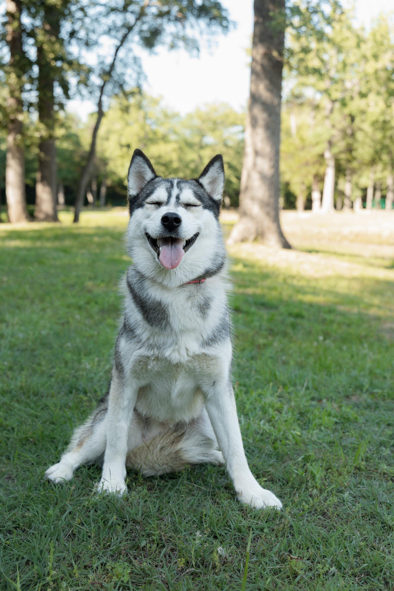 Andrea *Foster Needed*, Adoptable, Young Female Siberian Husky.