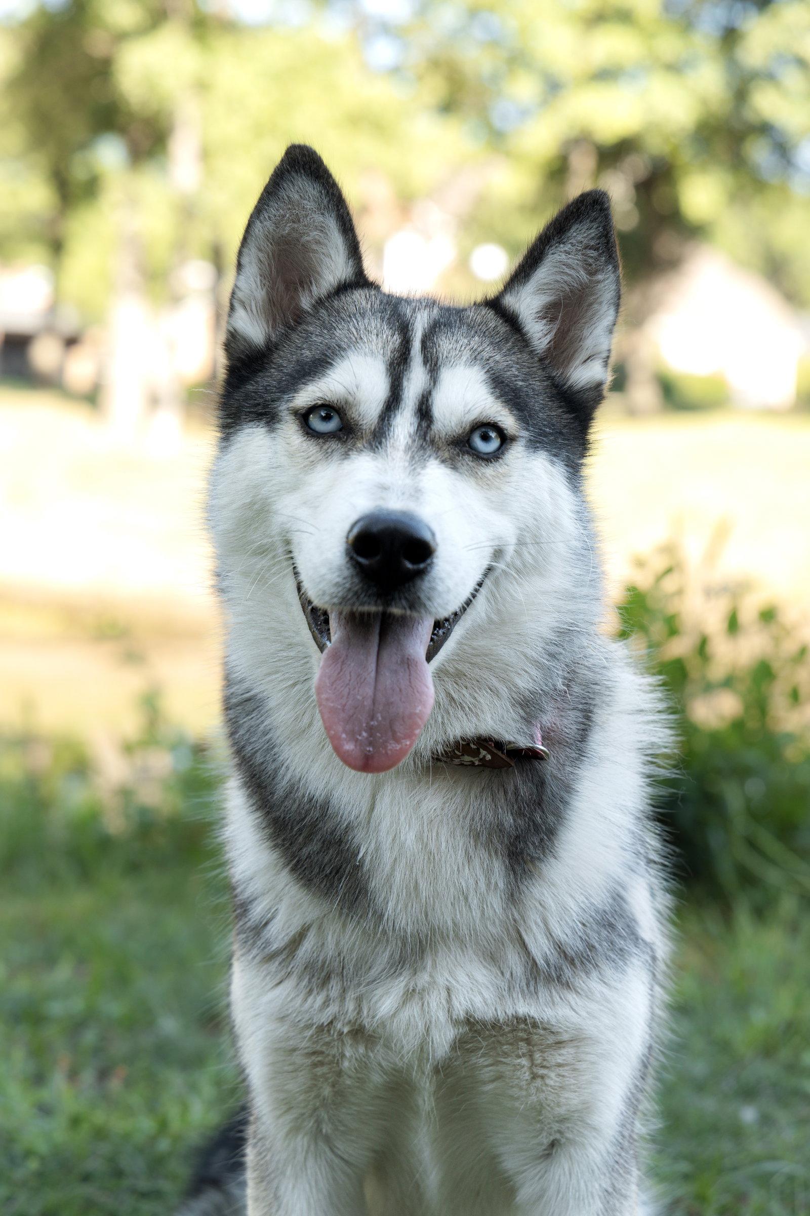 Enlarge Andrea *Foster Needed*, a Adoptable Siberian Husky in Carrollton, TX image 2/3