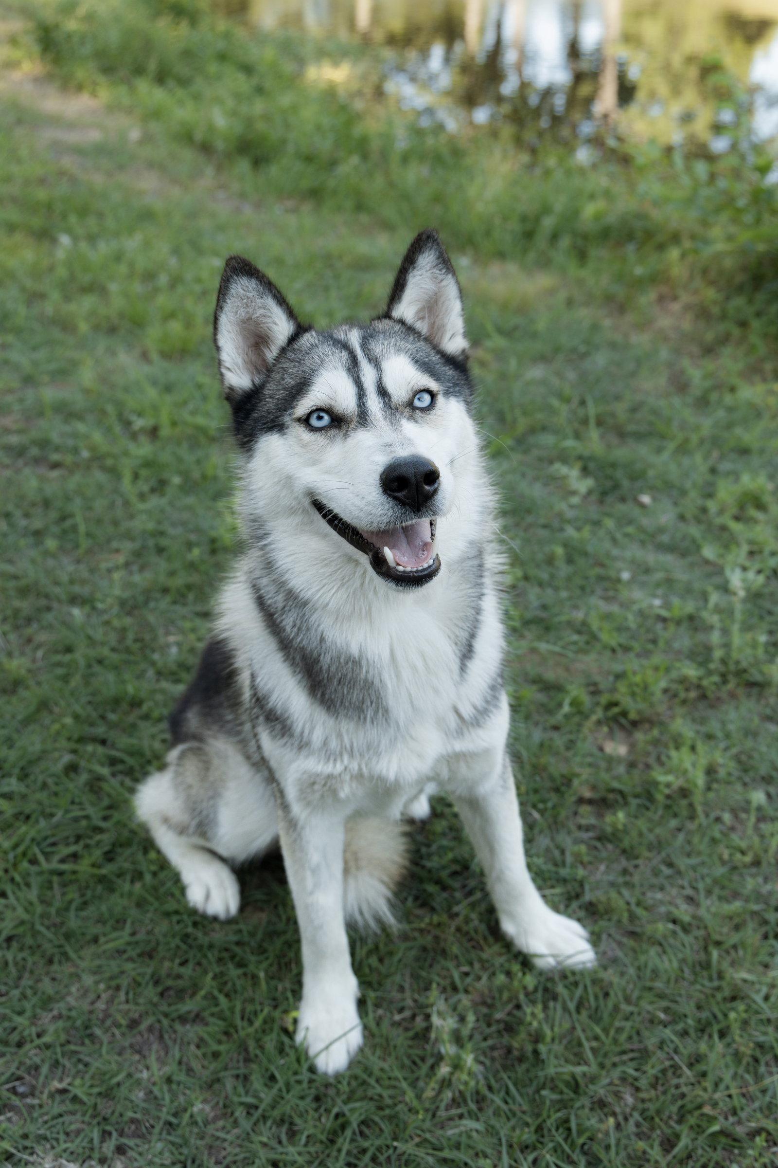 Enlarge Andrea *Foster Needed*, a Adoptable Siberian Husky in Carrollton, TX image 3/3