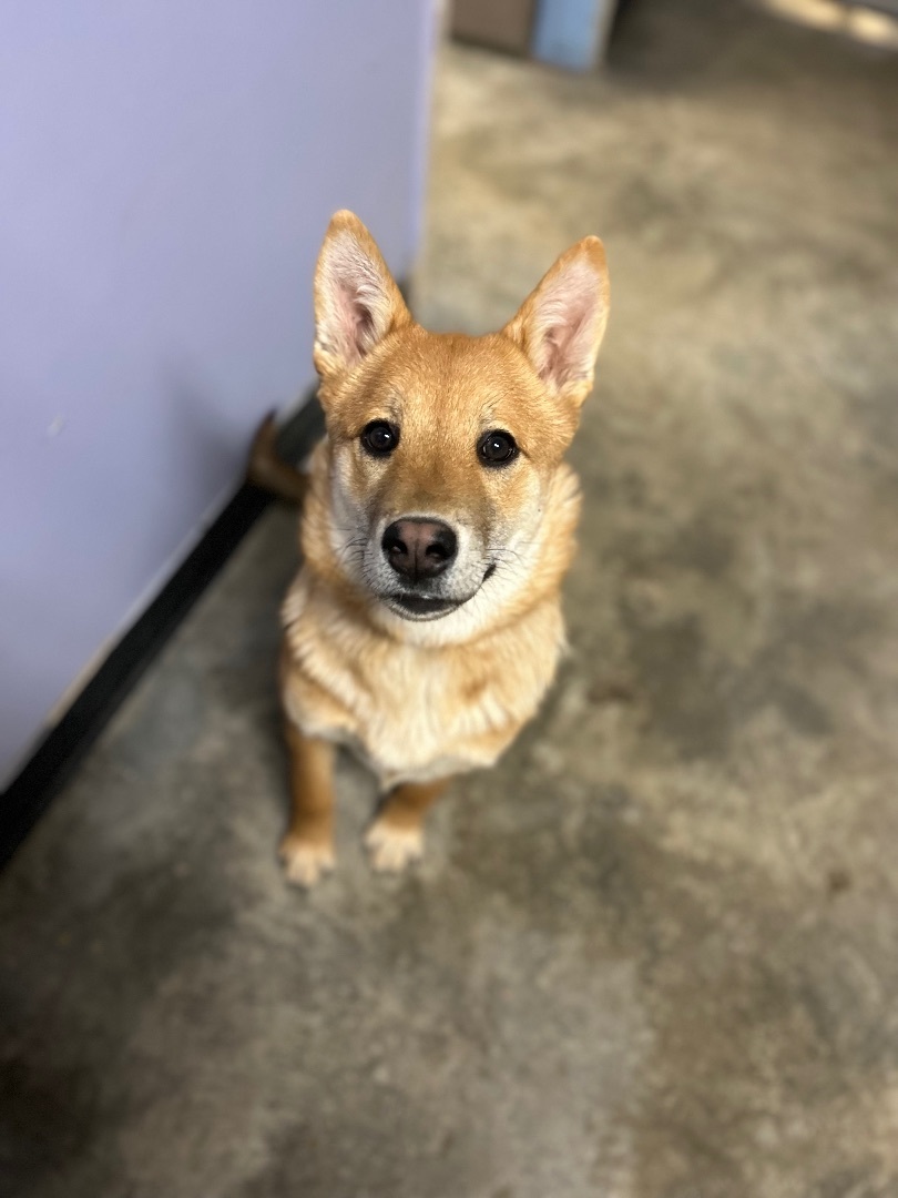 Enlarge Foxy, a Adopted Shiba Inu image 1/1