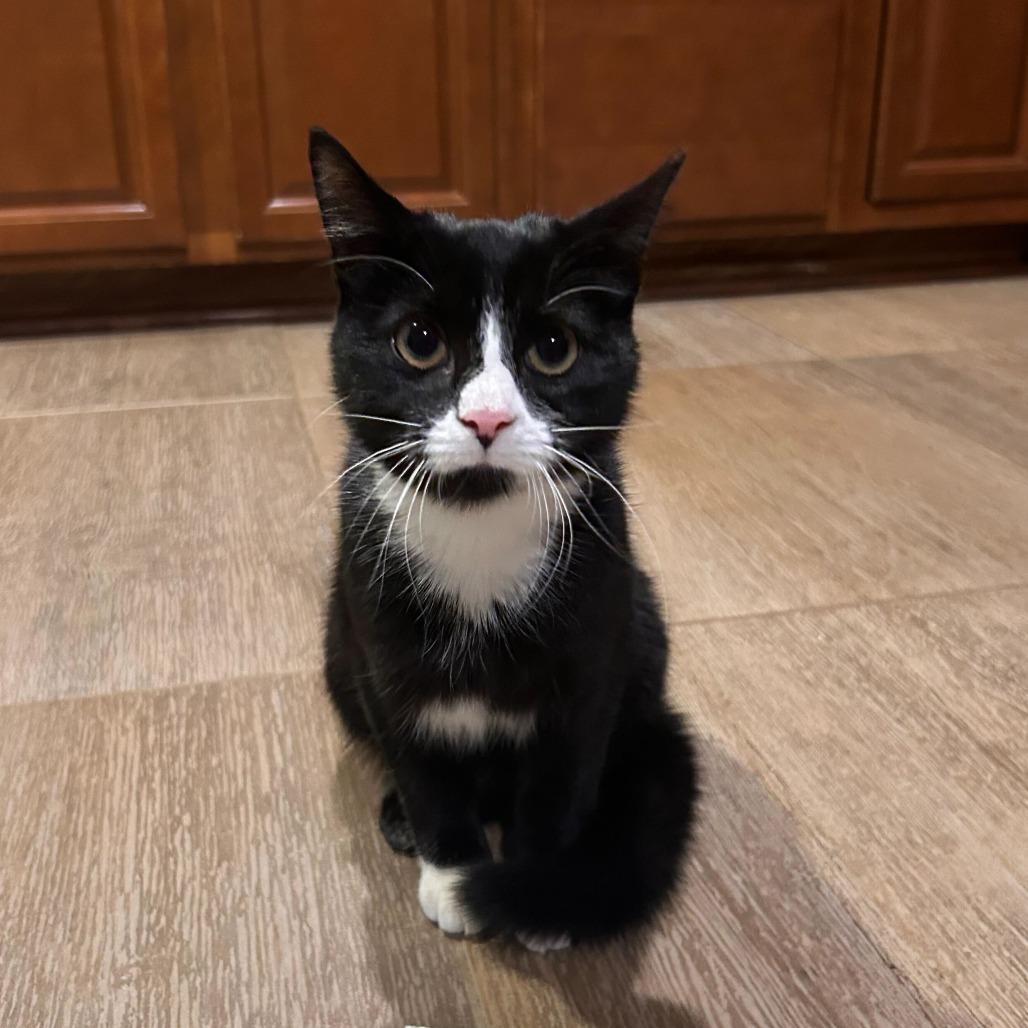 King Beans III- $25 Bissell Sponsored Adoption Fee!, Adoptable, Young Male Domestic Short Hair.