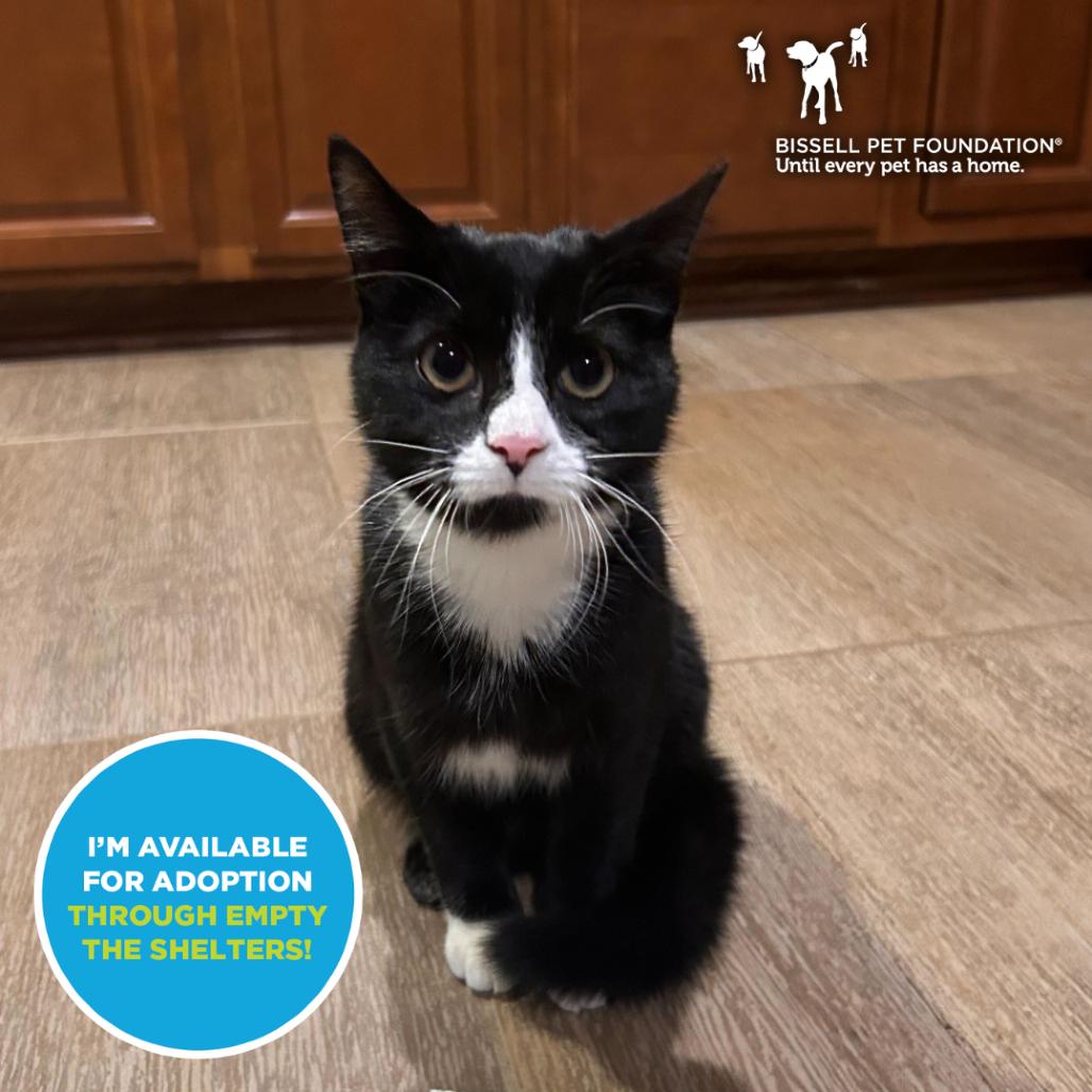 King Beans III- $25 Bissell Sponsored Adoption Fee!, Adoptable, Young Male Domestic Short Hair.