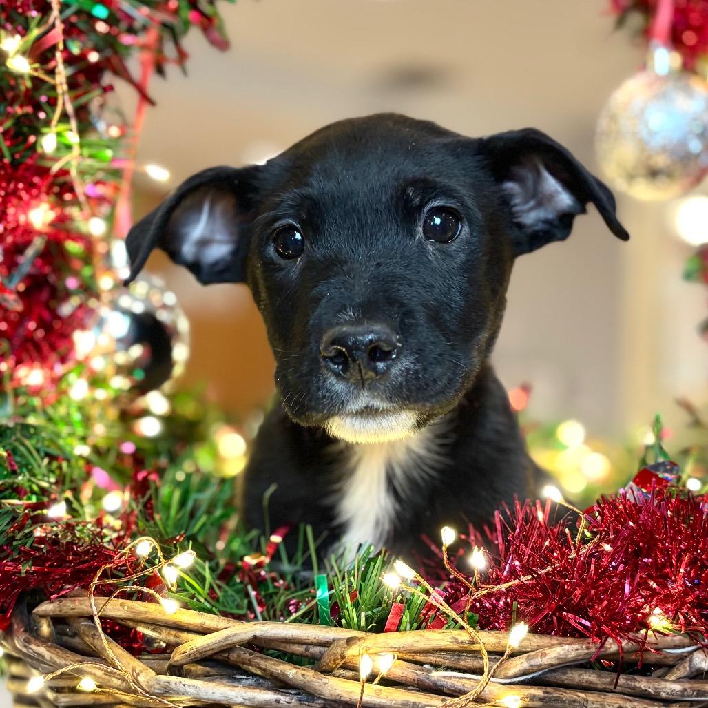 Spanky, Adoptable, Puppy Male Mixed Breed.