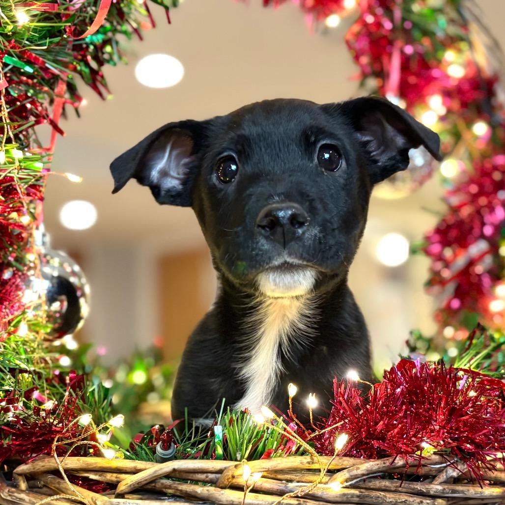 Enlarge Spanky, a Adoptable Mixed Breed in Park City, UT image 2/4