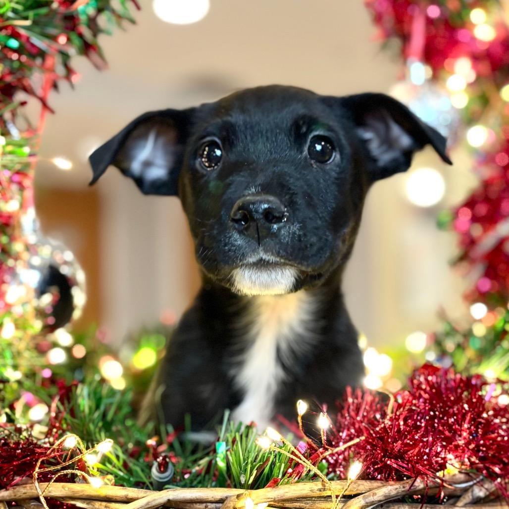 Enlarge Spanky, a Adoptable Mixed Breed in Park City, UT image 3/4