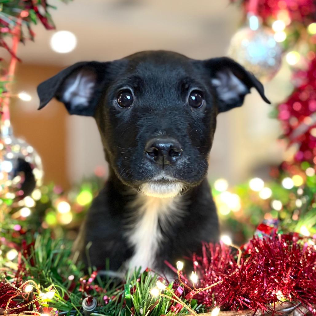 Enlarge Spanky, a Adoptable Mixed Breed in Park City, UT image 4/4