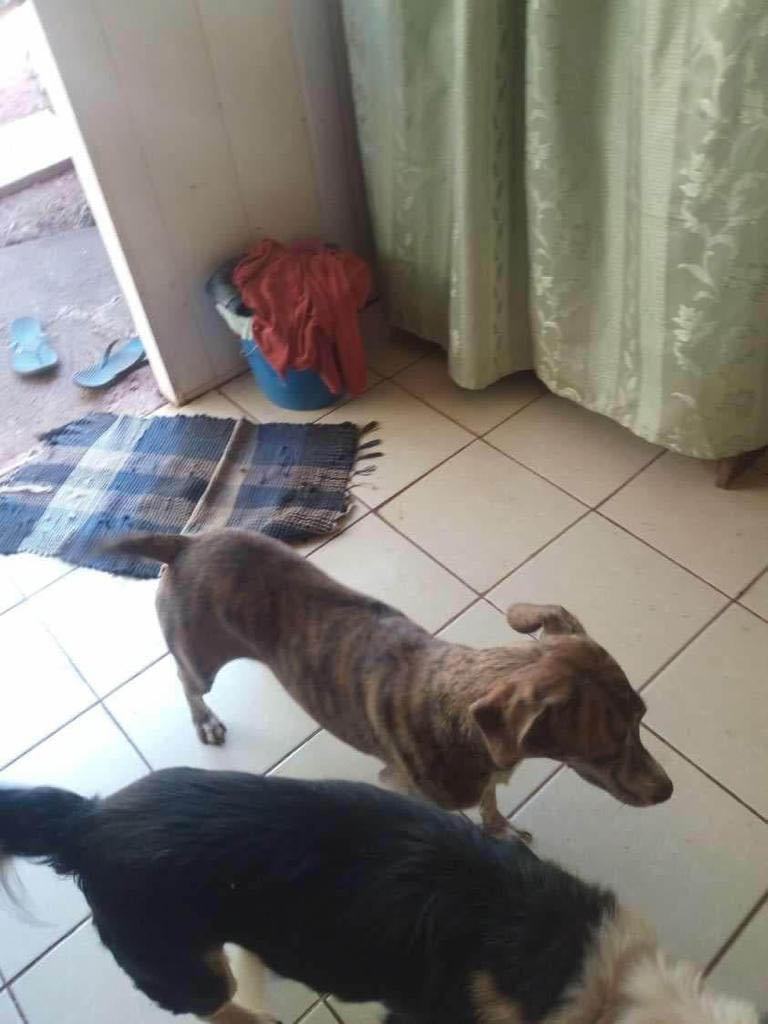 Tigresse, a Adopted mixed breed in Los Angeles, CA image 2/6