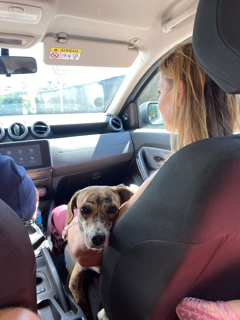 Tigresse, a Adopted mixed breed in Los Angeles, CA image 3/6