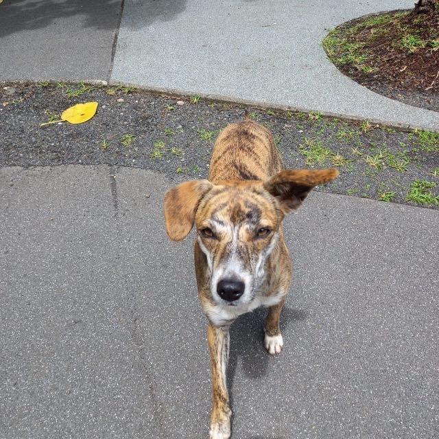 Tigresse, a Adopted mixed breed in Los Angeles, CA image 4/6