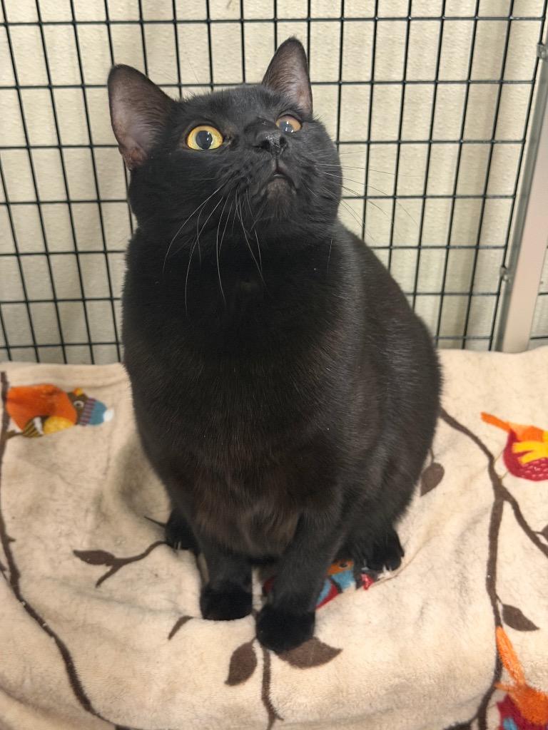 Enlarge Avocato, a Adoptable mixed breed in Raleigh, NC image 2/6