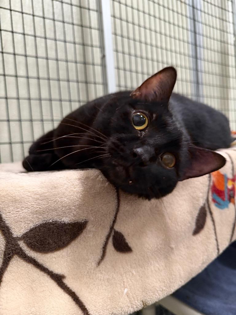 Enlarge Avocato, a Adoptable mixed breed in Raleigh, NC image 4/6