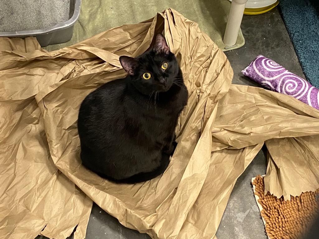 Enlarge Avocato, a Adoptable mixed breed in Raleigh, NC image 6/6