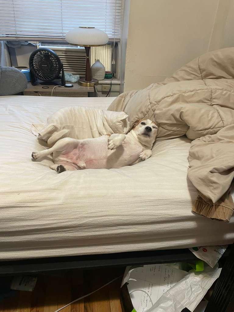 Enlarge Kilo, a ADOPTABLE Beagle in New York, NY image 5/6
