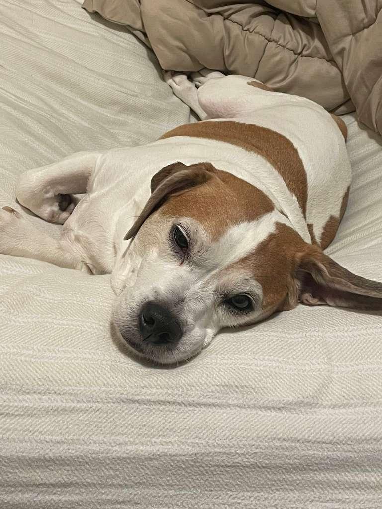 Enlarge Kilo, a ADOPTABLE Beagle in New York, NY image 4/6