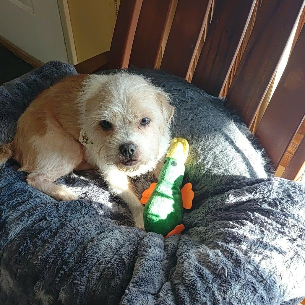 Enlarge Peanut, a Adoptable mixed breed in Livonia, MI image 4/6