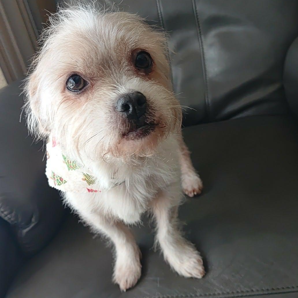 Enlarge Peanut, a Adoptable mixed breed in Livonia, MI image 1/6