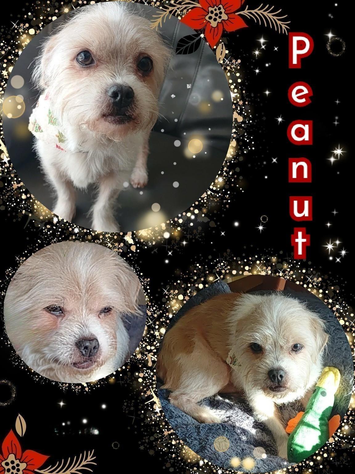 Enlarge Peanut, a Adoptable mixed breed in Livonia, MI image 5/6