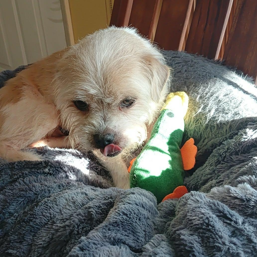 Enlarge Peanut, a Adoptable mixed breed in Livonia, MI image 3/6