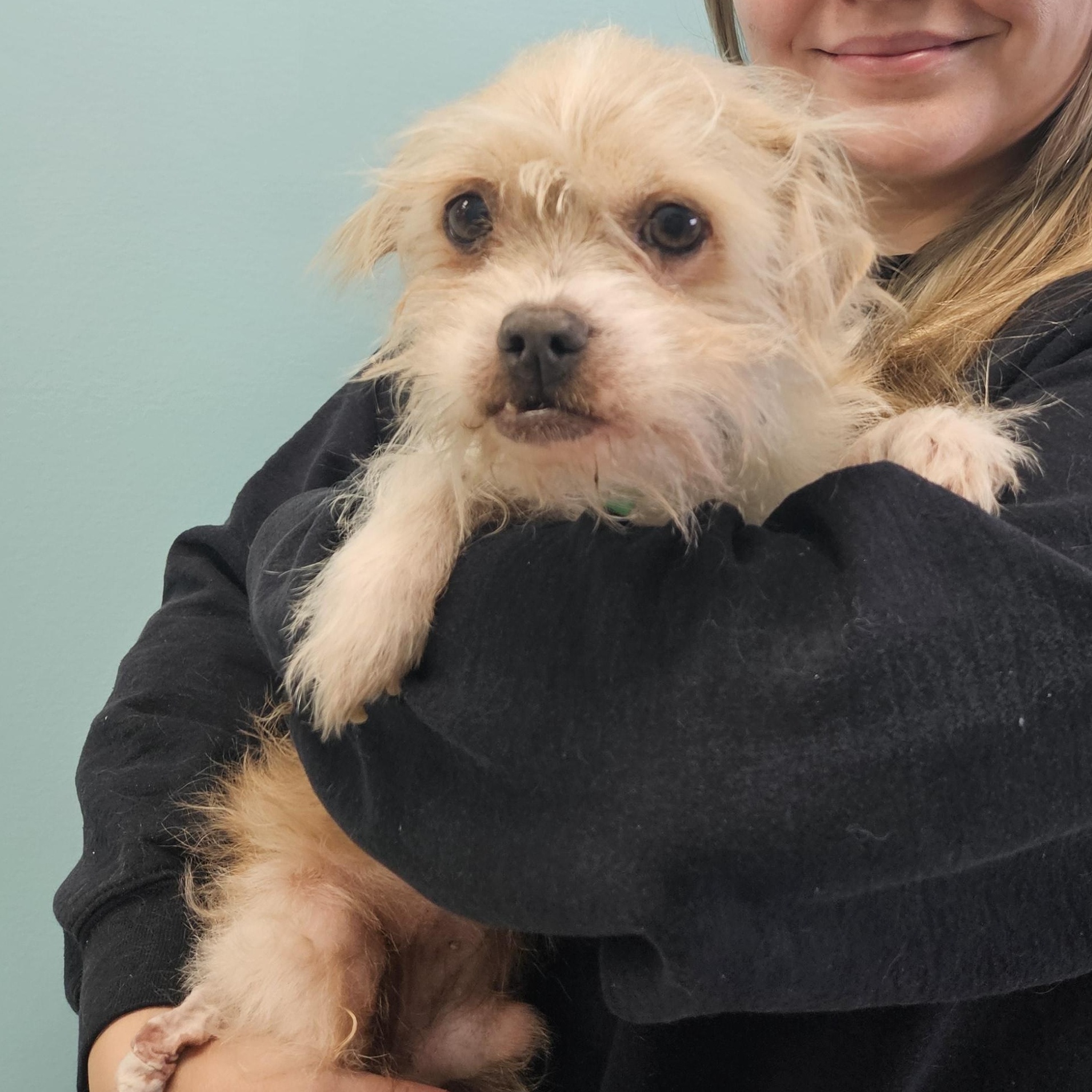 Enlarge Peanut, a Adoptable mixed breed in Livonia, MI image 6/6