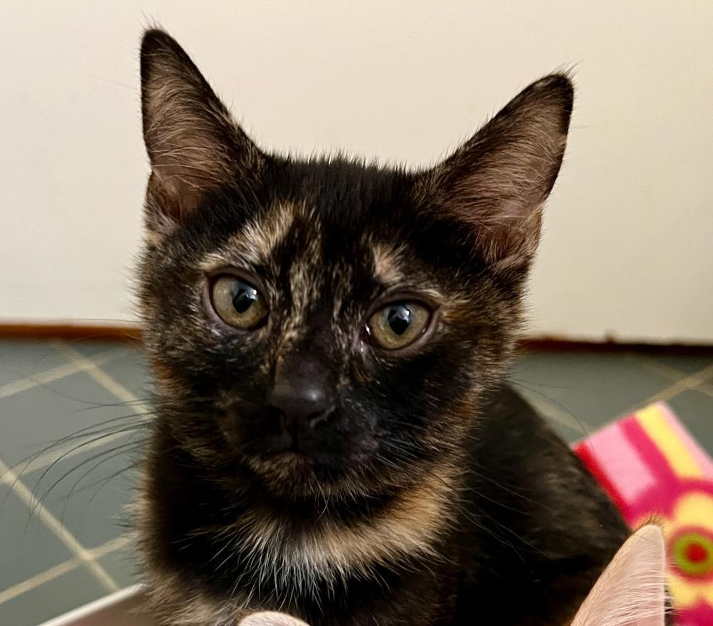 Devi, Adoptable, Adult Female Tortoiseshell.