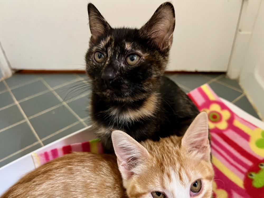 Enlarge Devi, a Adoptable Tortoiseshell in Palo Alto, CA image 2/3