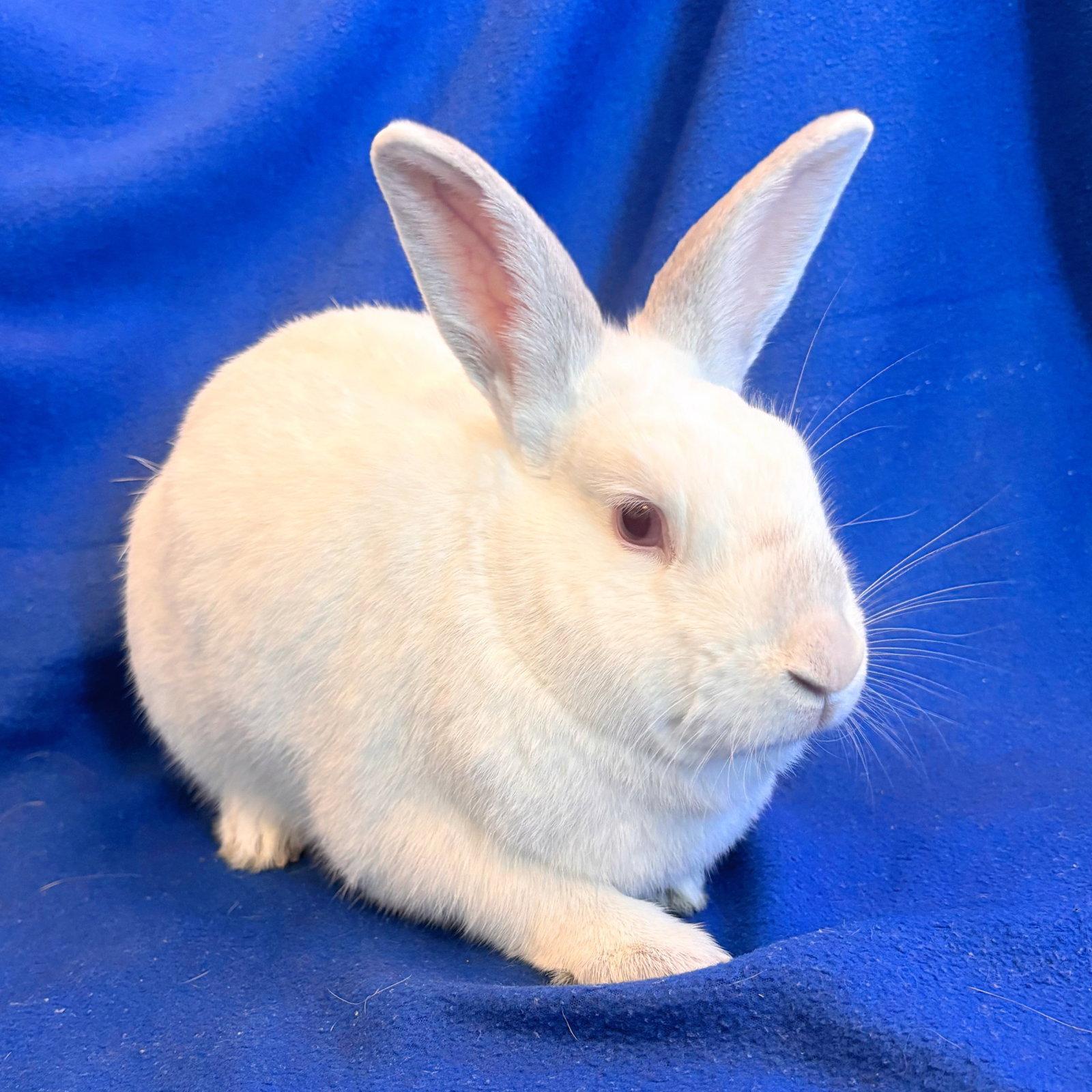 Yuki & Beni, Adoptable, Adult Female American & Bunny Rabbit.