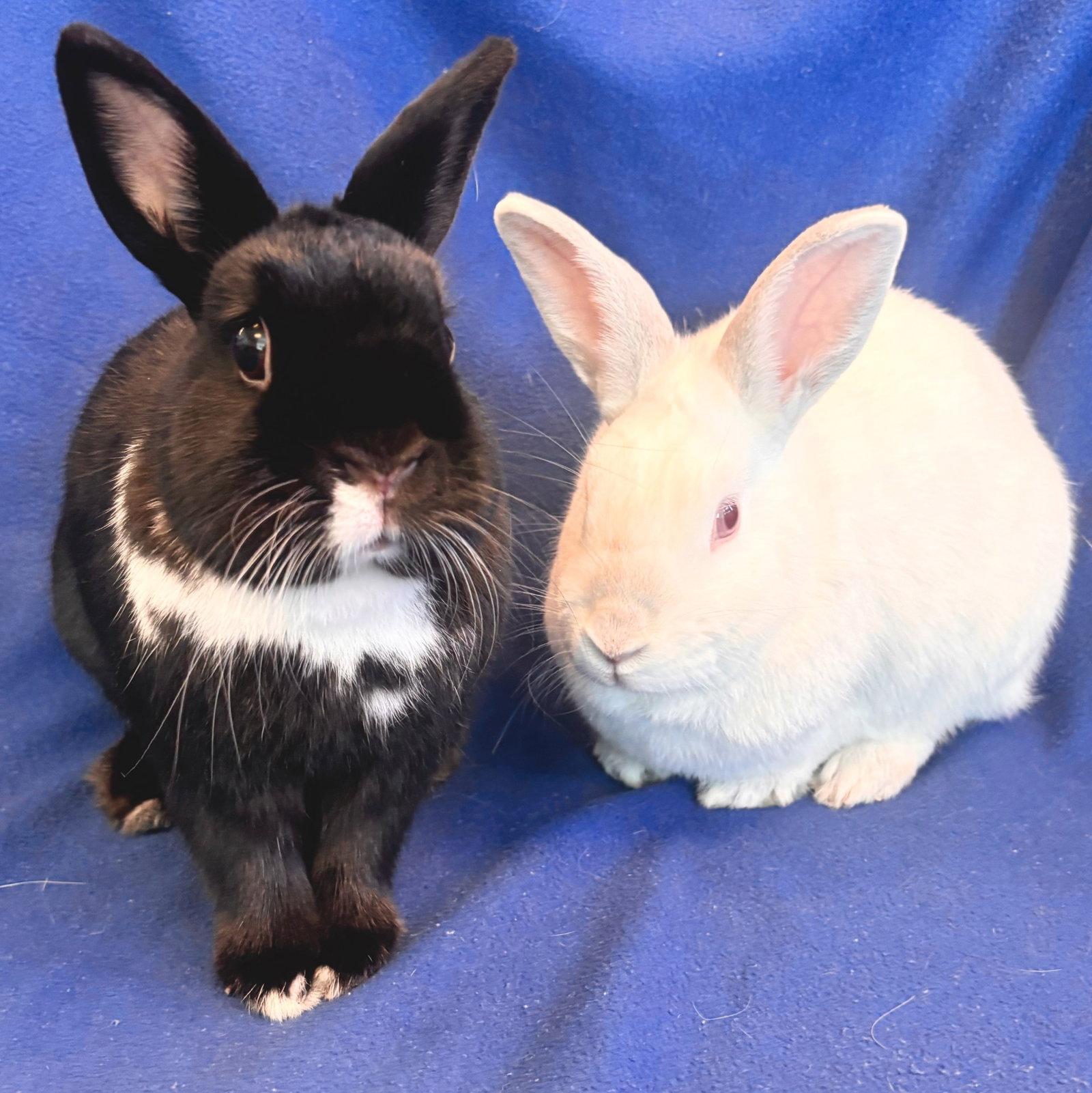 Enlarge Yuki & Beni, a Adoptable mixed breed in Burlingame, CA image 2/3