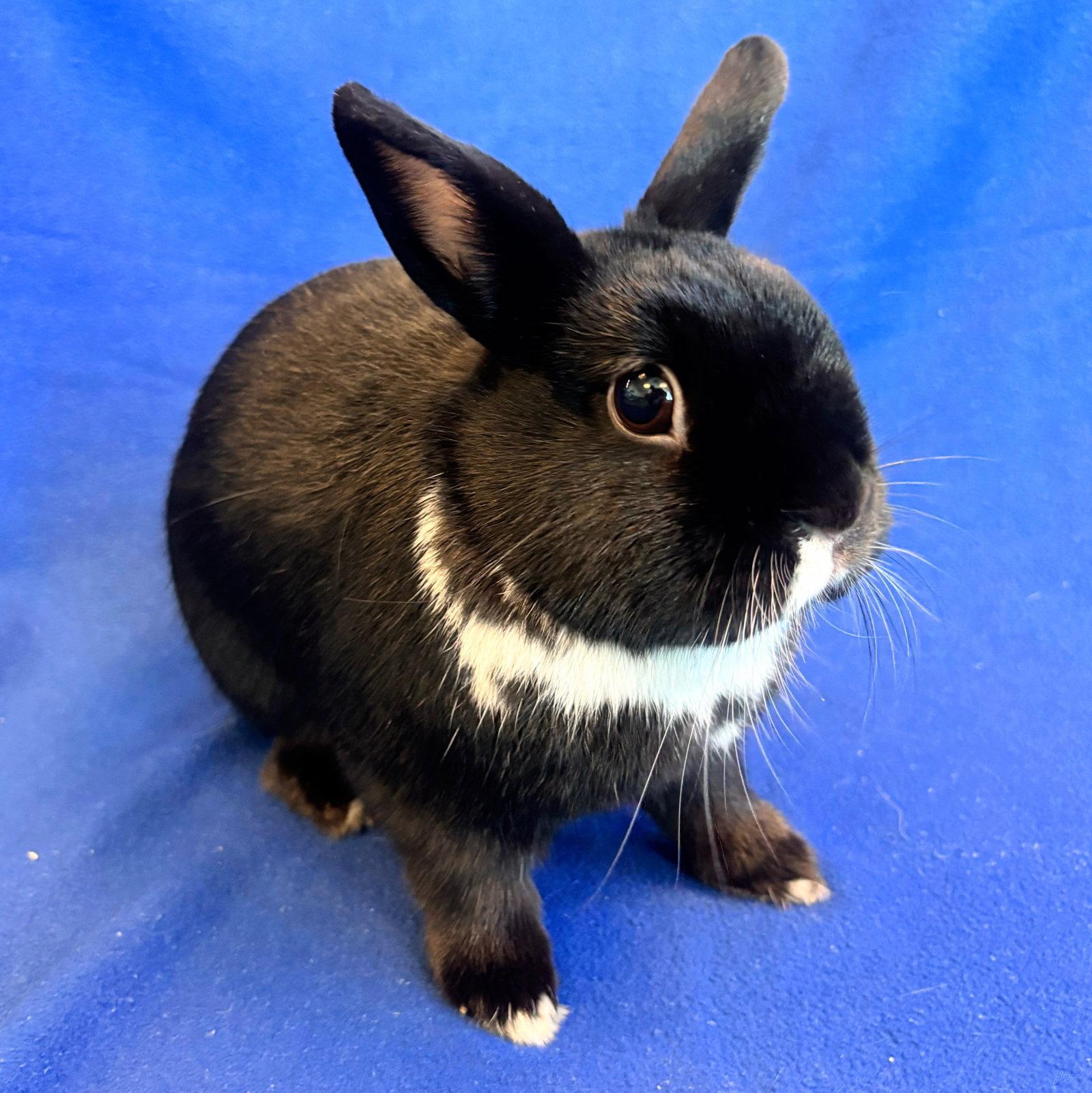 Enlarge Yuki & Beni, a Adoptable mixed breed in Burlingame, CA image 3/3