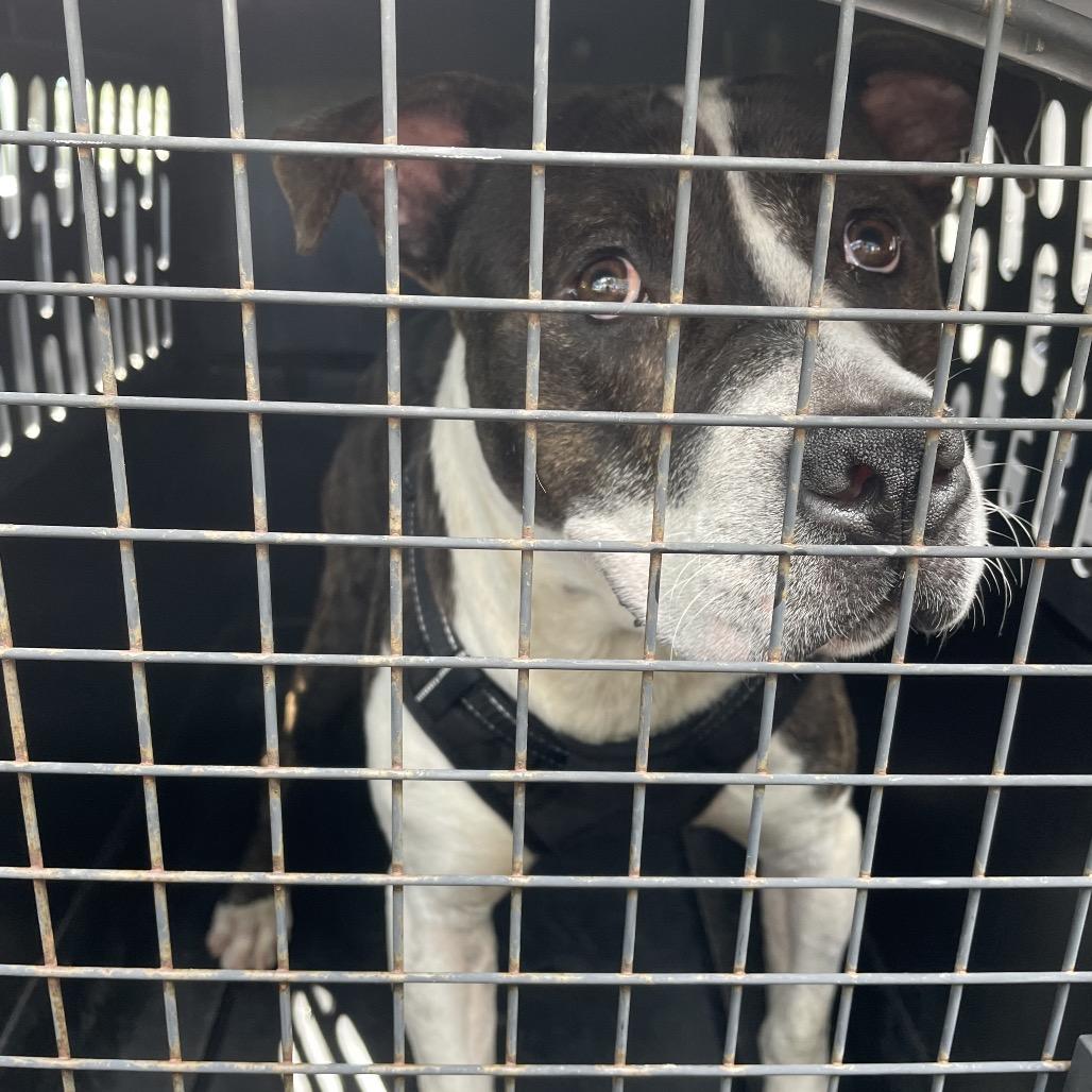 Frankenstein, a Adoptable Pit Bull Terrier in Lake Jackson, TX image 2/4