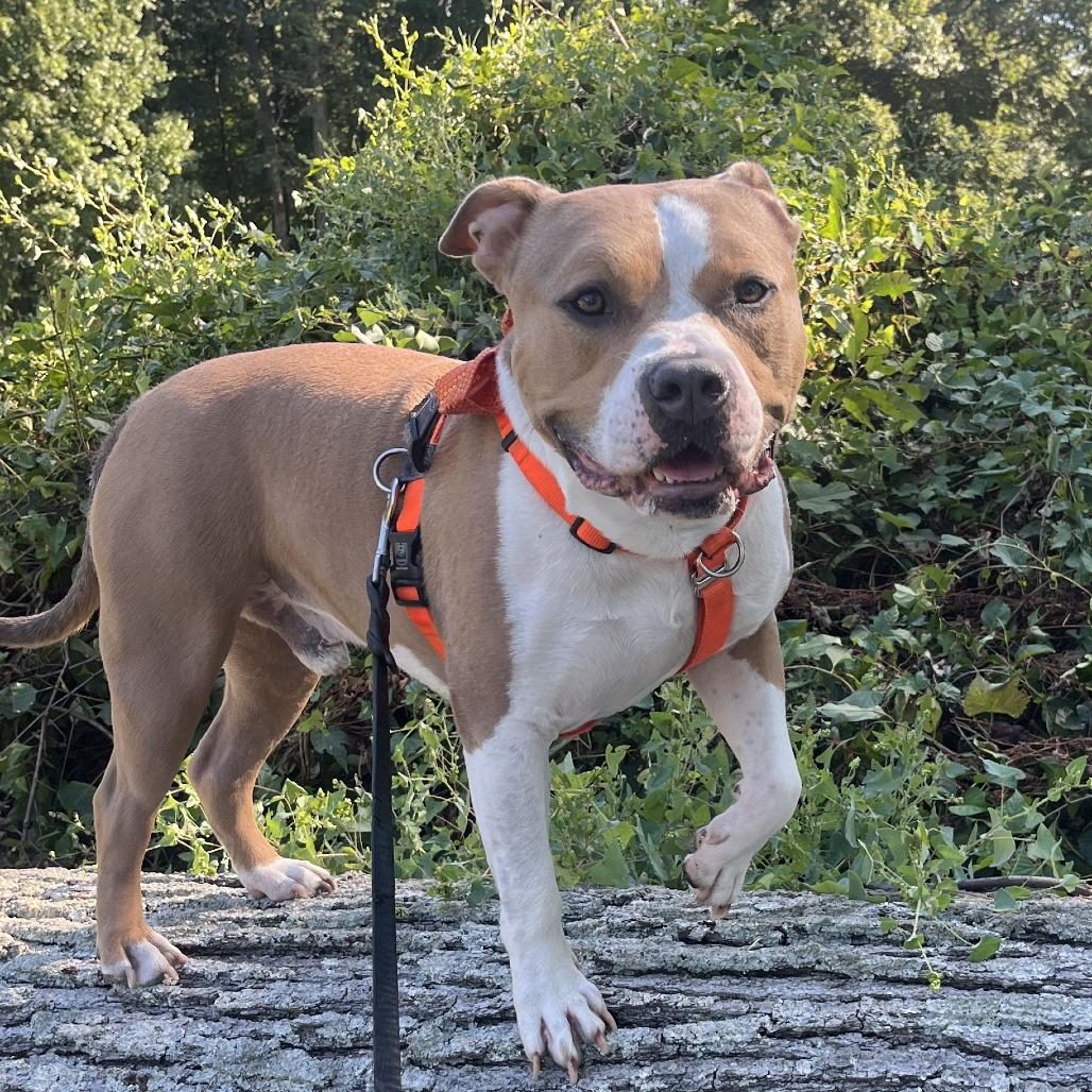 Enlarge Drakey, a Adoptable mixed breed in York, PA image 3/6