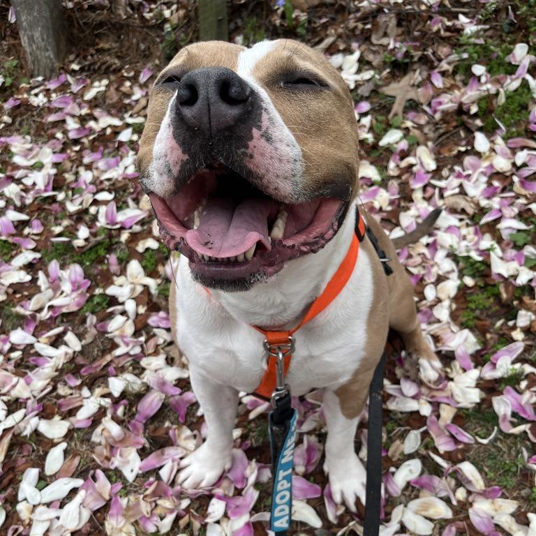 Drakey, Adoptable, Adult Male Pit Bull Terrier & American Staffordshire Terrier.