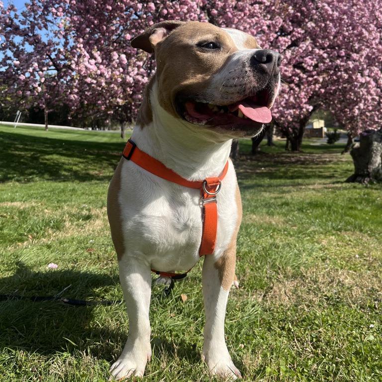 Drakey, Adoptable, Adult Male Pit Bull Terrier & American Staffordshire Terrier.