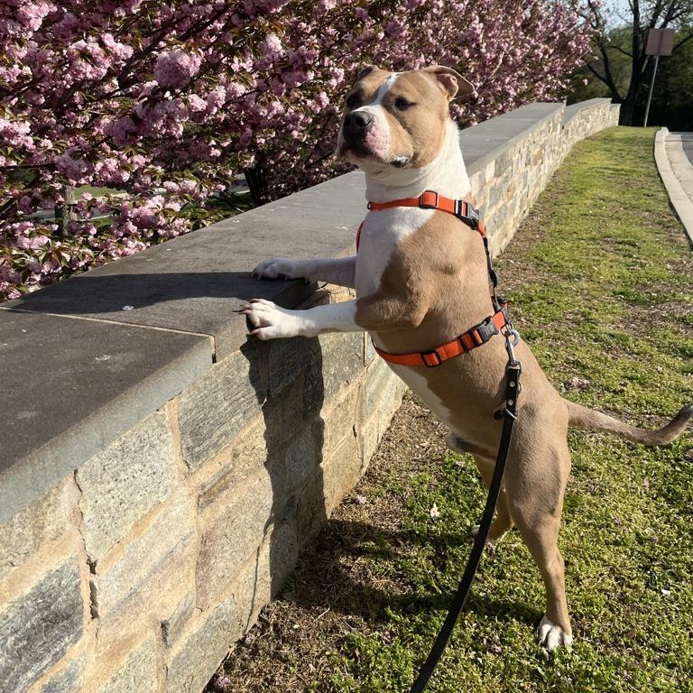Enlarge Drakey, a Adoptable mixed breed in York, PA image 4/6