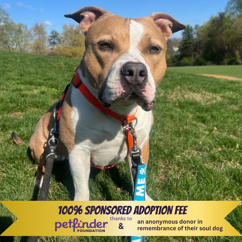 Drakey, a Adoptable mixed breed in York, PA image 3/6