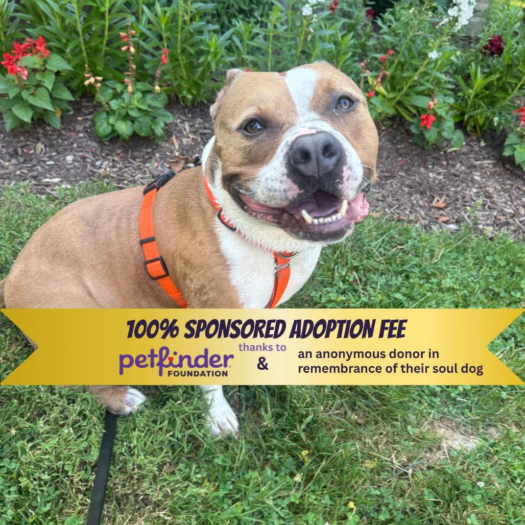 Enlarge Drakey, a Adoptable mixed breed in York, PA image 1/6