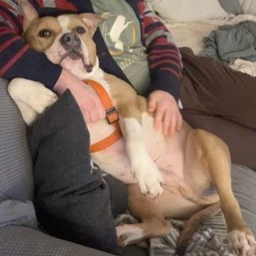 Enlarge Drakey, a Adoptable mixed breed in York, PA image 5/6