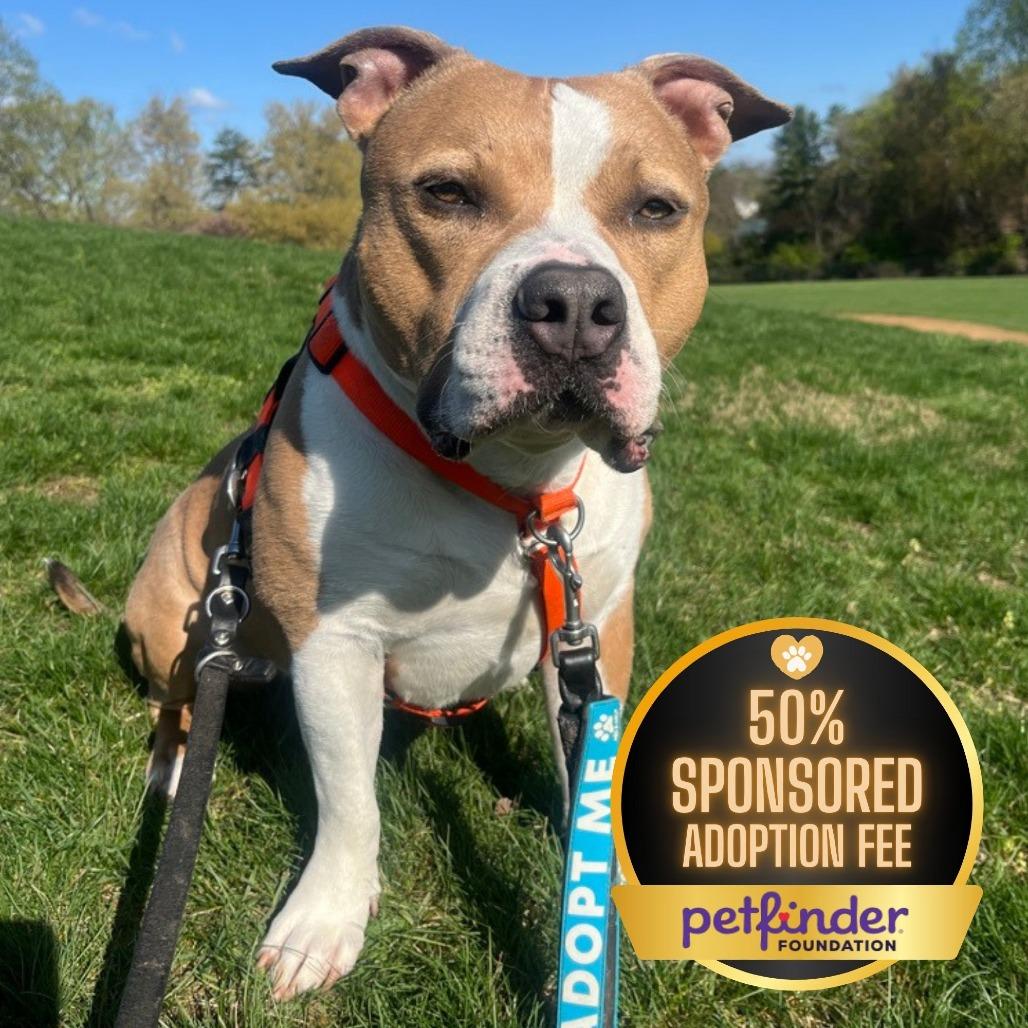 Drakey, a Adoptable mixed breed in York, PA image 3/6