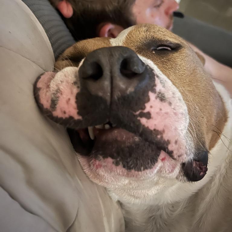 Enlarge Drakey, a Adoptable mixed breed in York, PA image 4/6