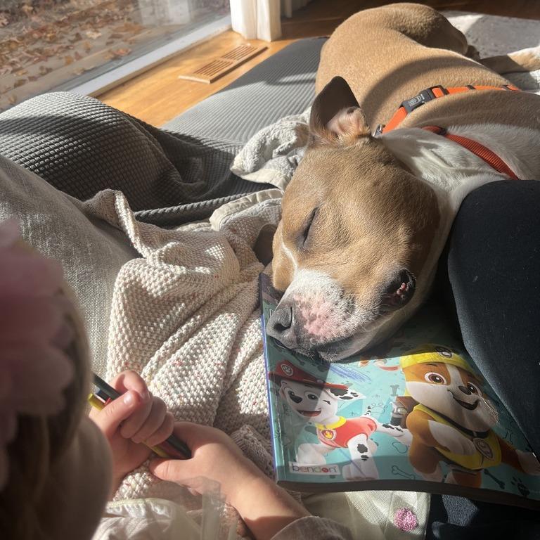 Enlarge Drakey, a Adoptable mixed breed in York, PA image 5/6