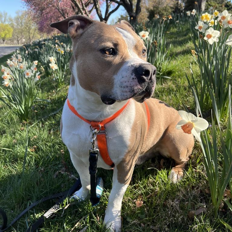 Enlarge Drakey, a Adoptable mixed breed in York, PA image 6/6