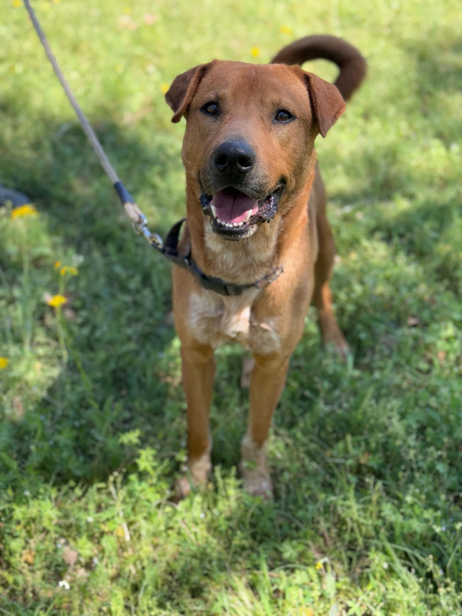 Clyde, a Adoptable mixed breed in Geneseo , IL image 4/5