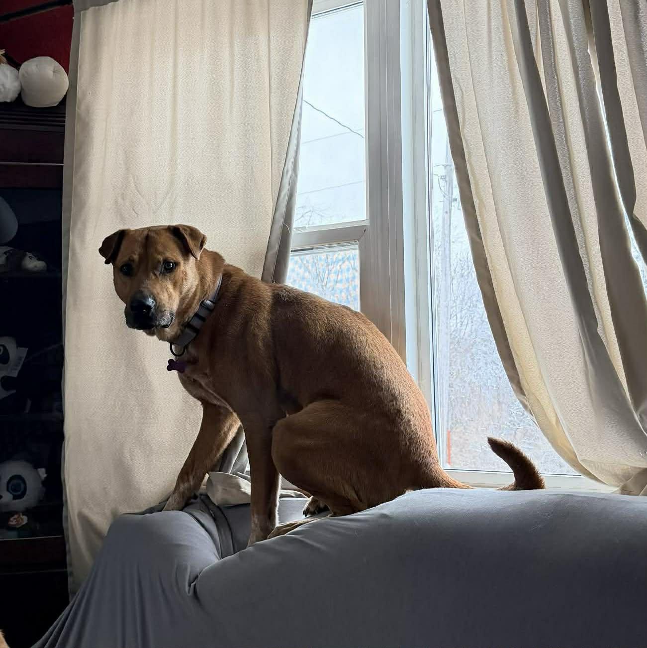 Enlarge Clyde, an adoptable mixed breed in Geneseo , IL image 2/6