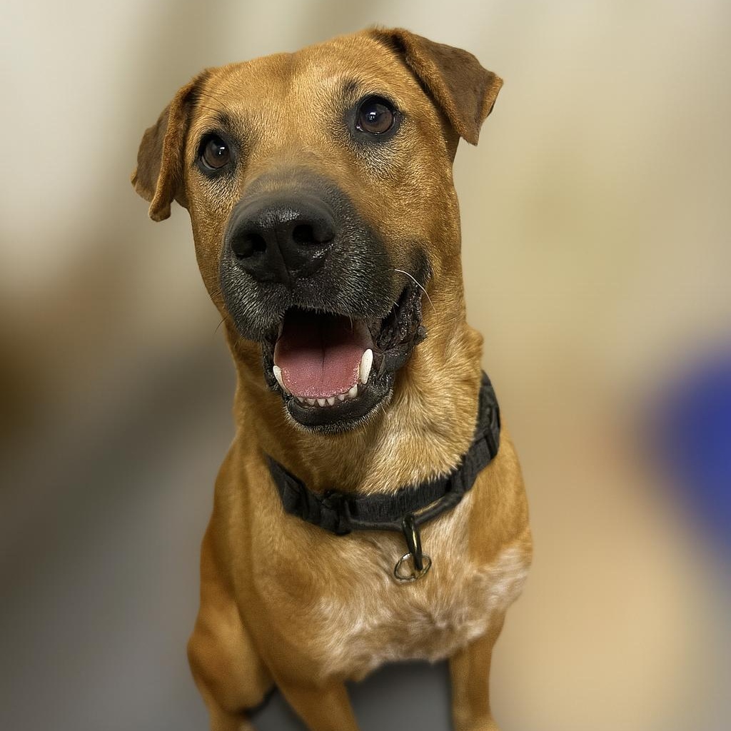 Clyde, Adoptable, Adult Male Shar-Pei & Mixed Breed.