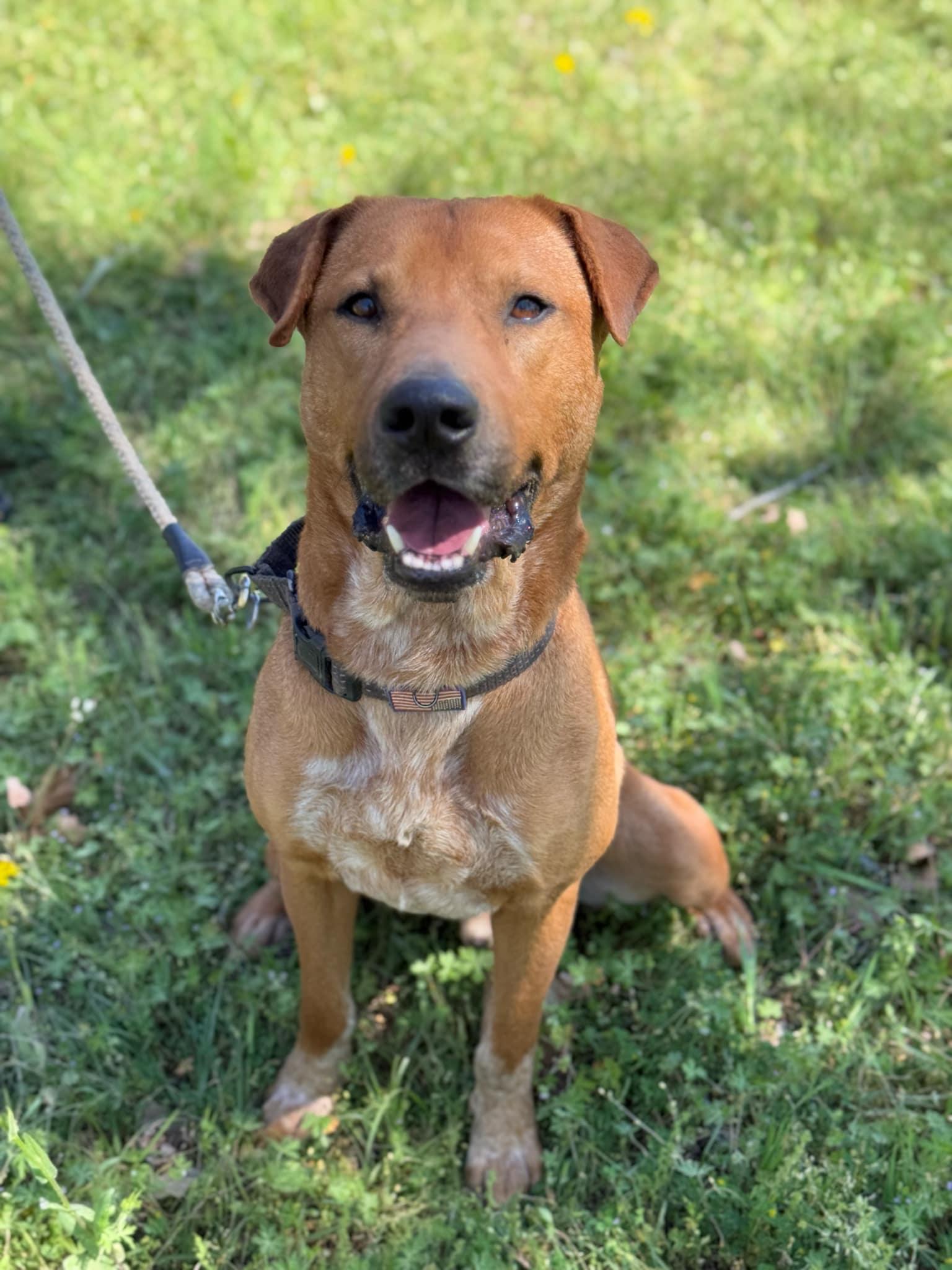 Clyde, a Adoptable mixed breed in Geneseo , IL image 3/5