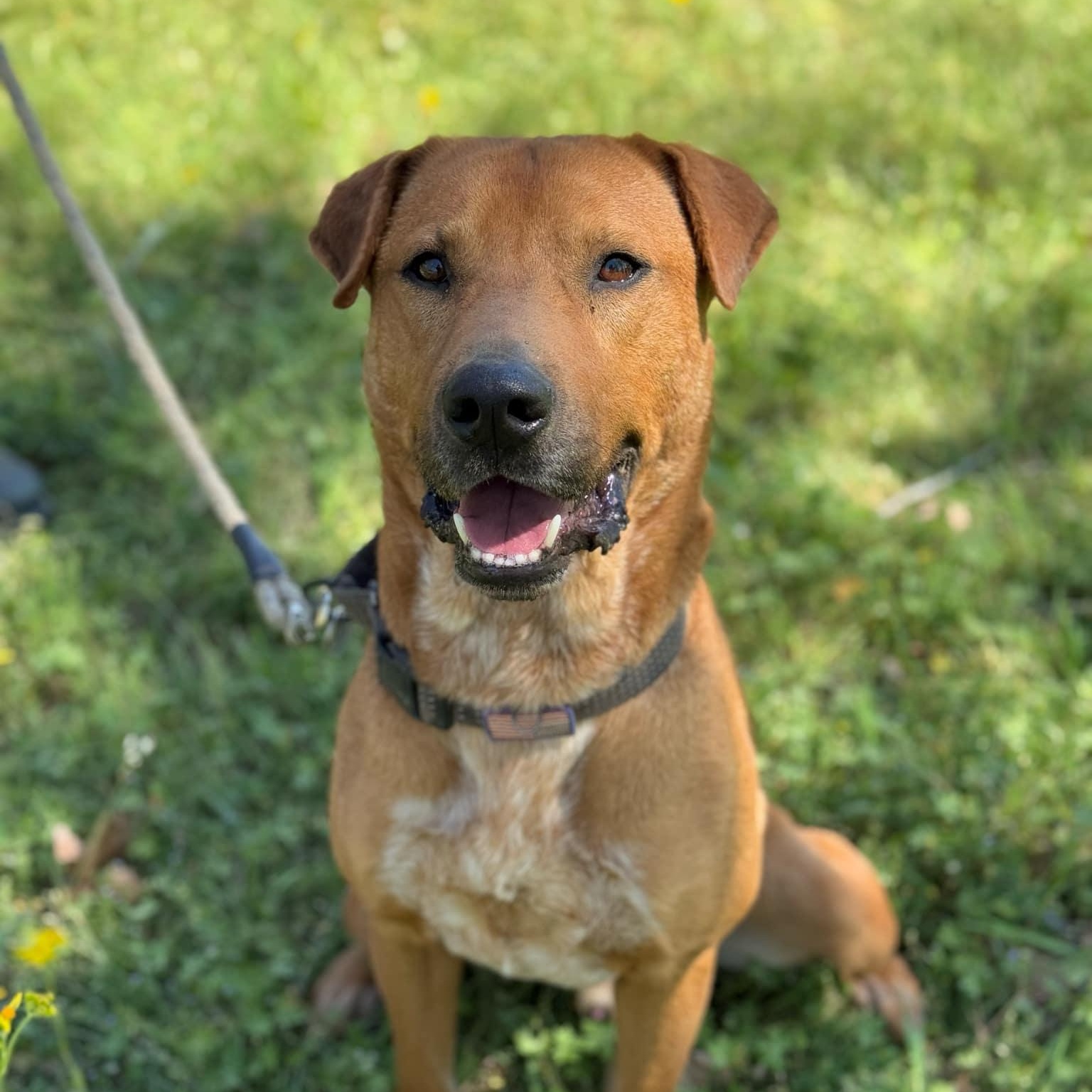 Clyde, Adoptable, Adult Male Shar-Pei & Mixed Breed.