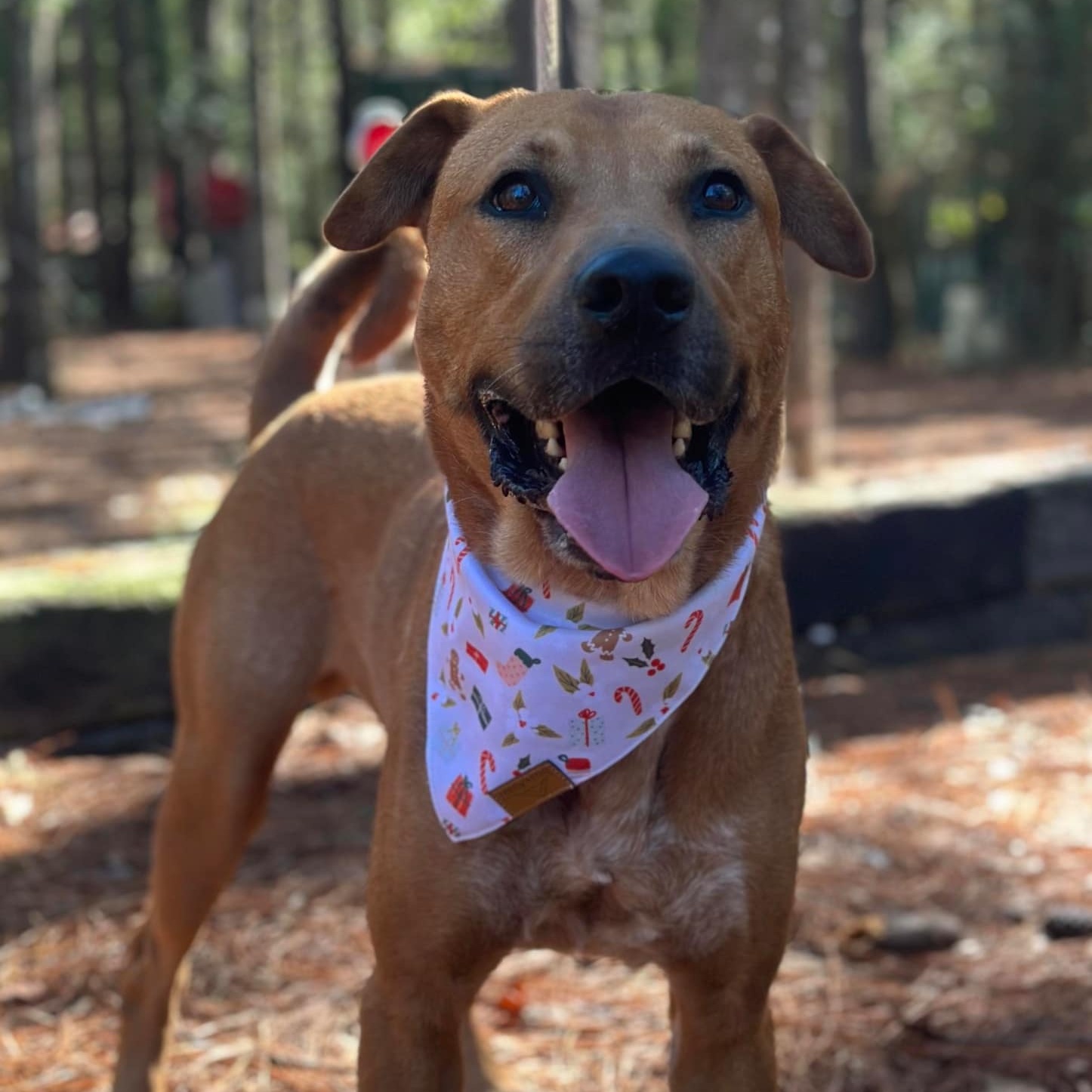 Clyde, a Adoptable mixed breed in Geneseo , IL image 5/5