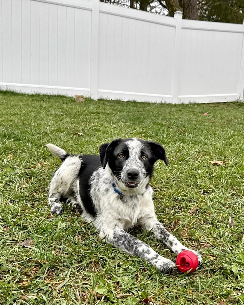 Rye, Adoptable, Puppy Male Australian Shepherd & Border Collie.