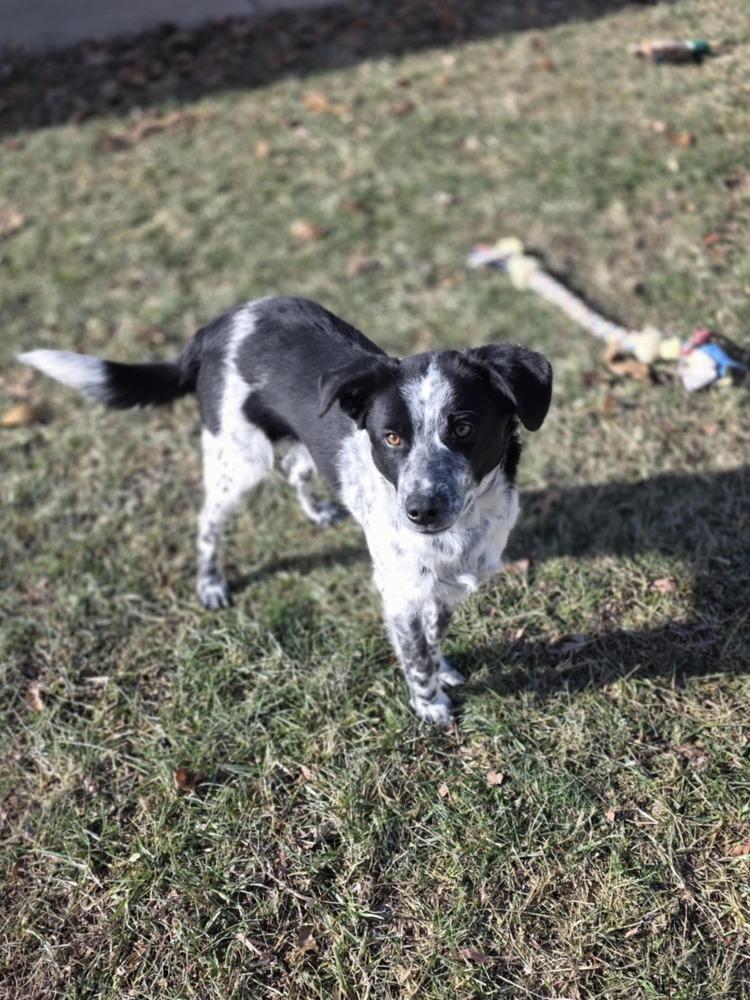Enlarge Rye, a Adoptable mixed breed in Troy, IL image 2/6