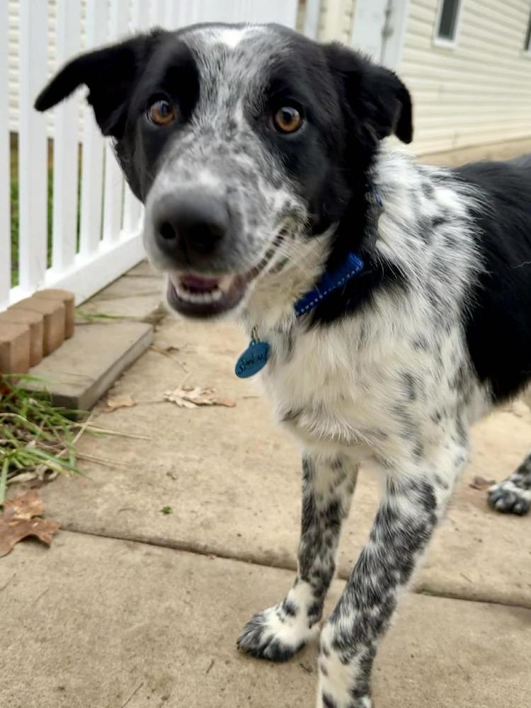 Enlarge Rye, a Adoptable mixed breed in Troy, IL image 3/6