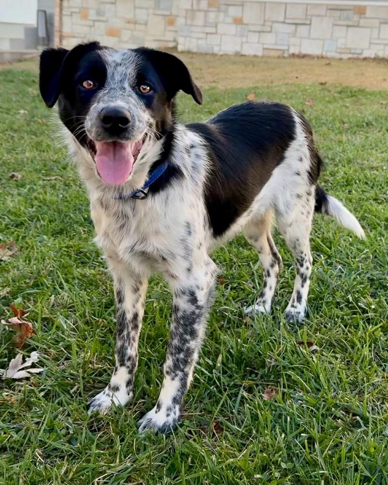 Enlarge Rye, a Adoptable mixed breed in Troy, IL image 4/6